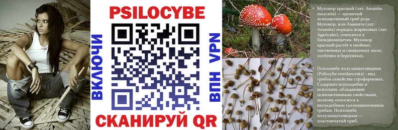 закладка  Рославль  Галлюциногенные грибы MAGIC MUSHROOMS 